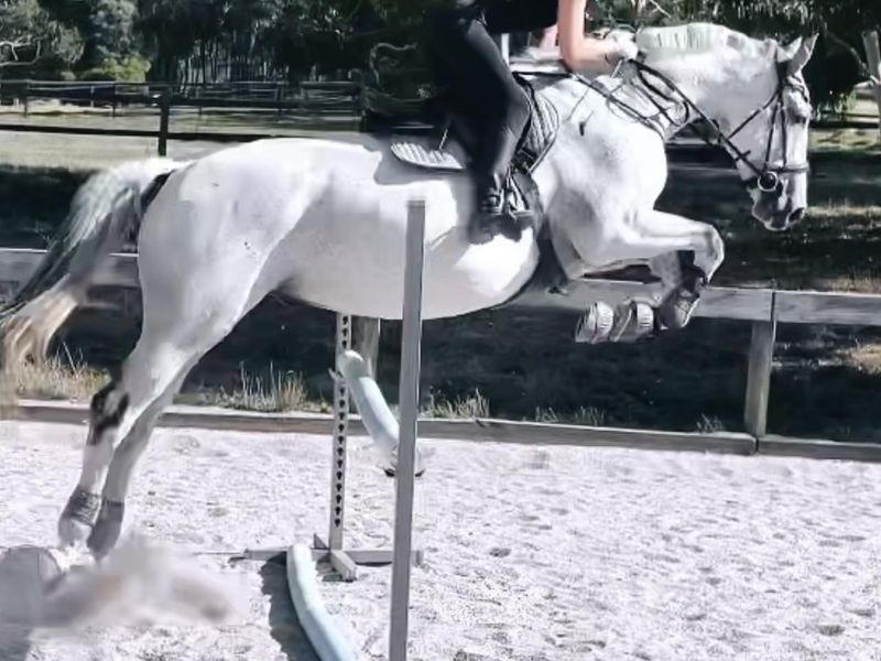 For Sale: Bounce Barney