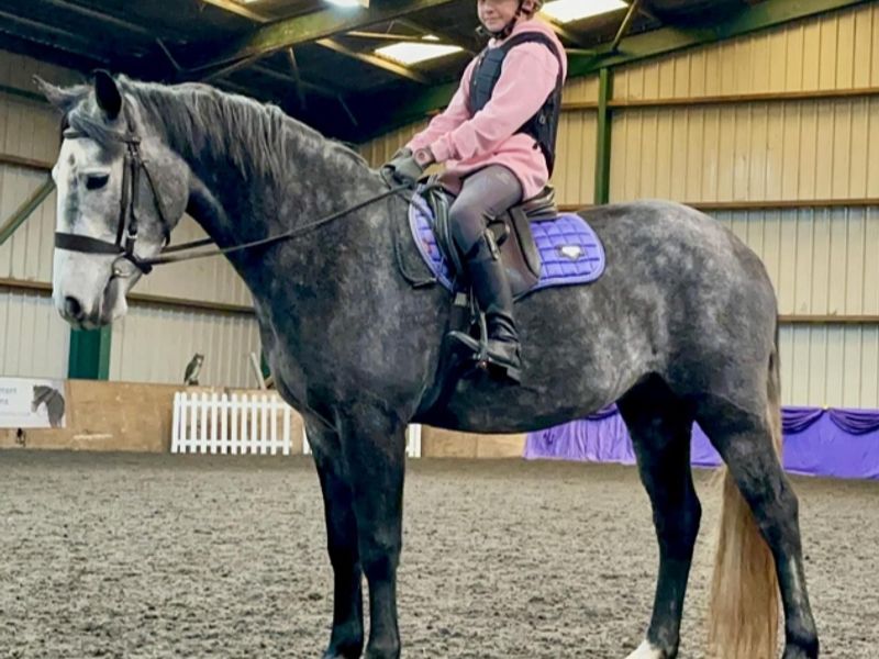 Beautiful Connemara mare for sale 