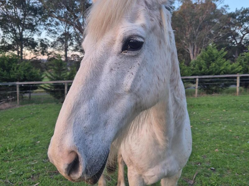 14.2 HH welsh Gelding