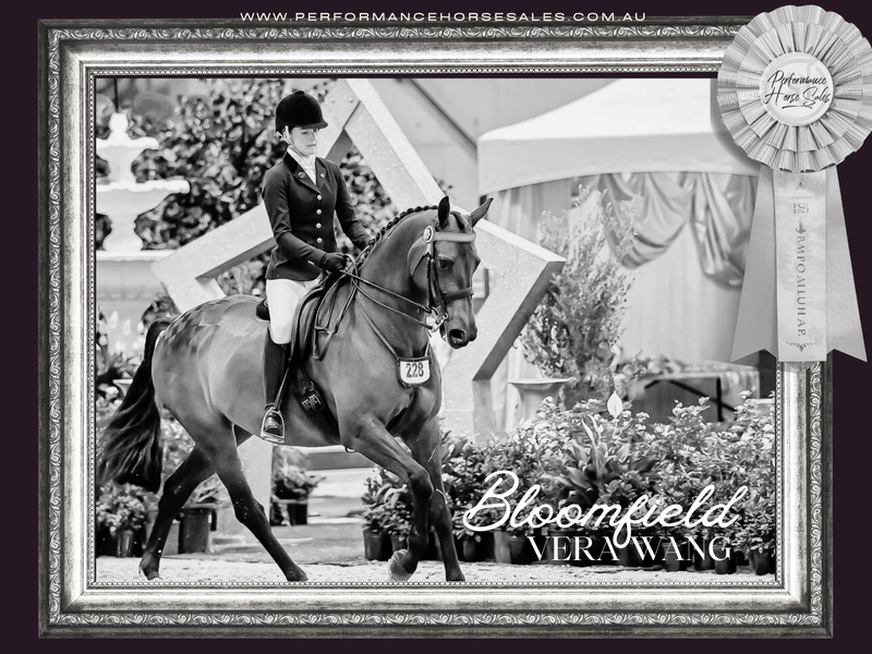 Bloomfield Vera Wang - elementary dressage/ show