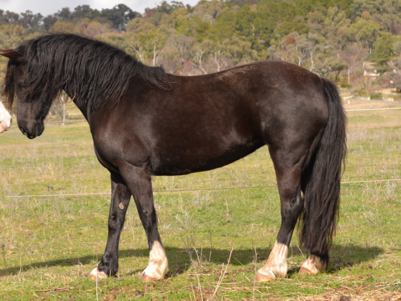 Registered Welsh C Broodmare