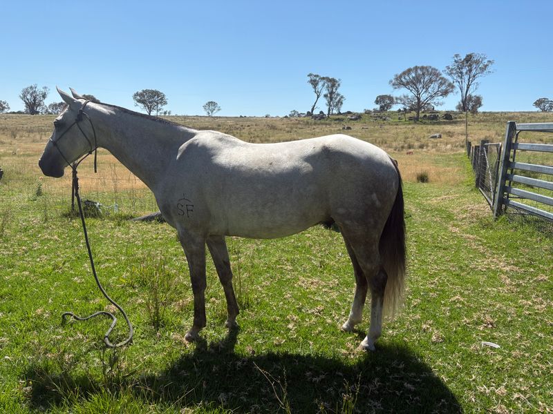 Registered ASH gelding 