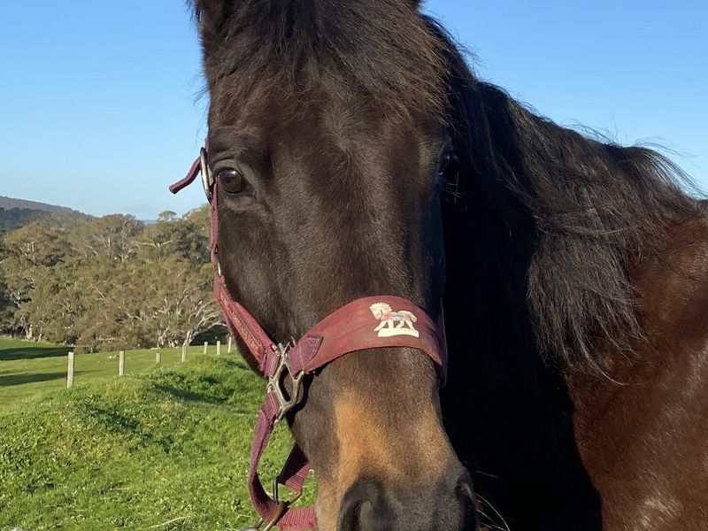 ‘Ivy’ Performance Broodmare