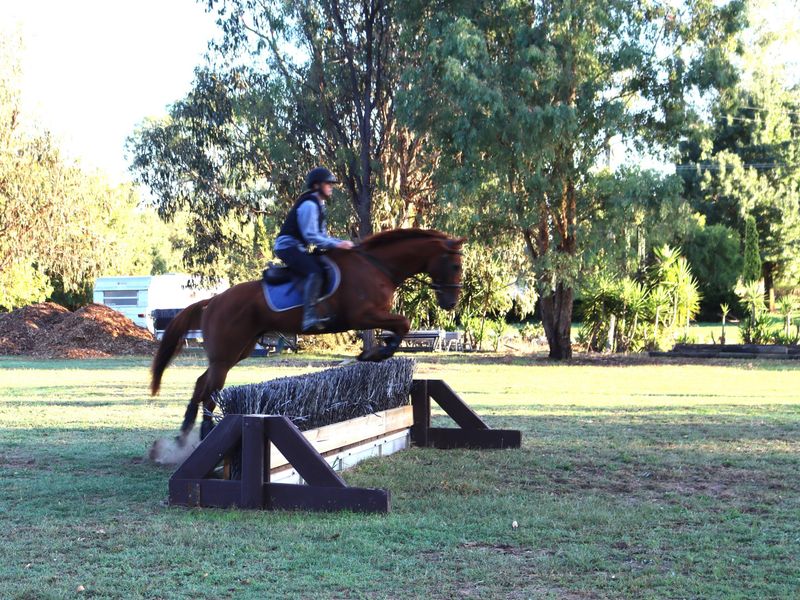 Your next Equimillions superstar