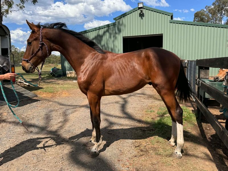 Royal River Casimir striking colt price reduced