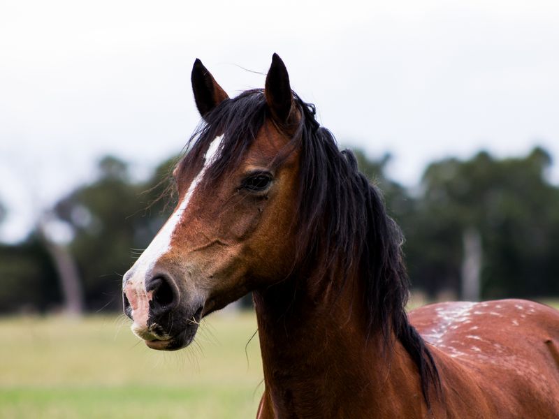 Welsh C Ridden or Broodmare 