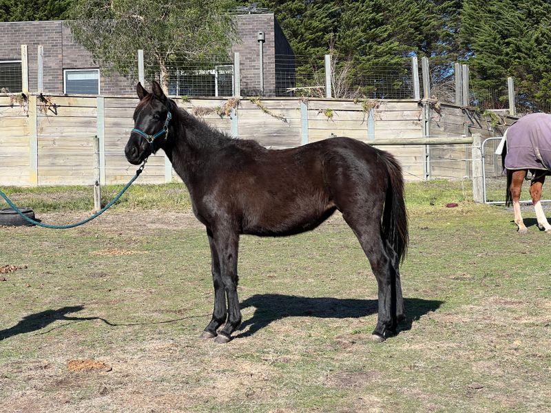 2yo Donier x Lord of Loxley 