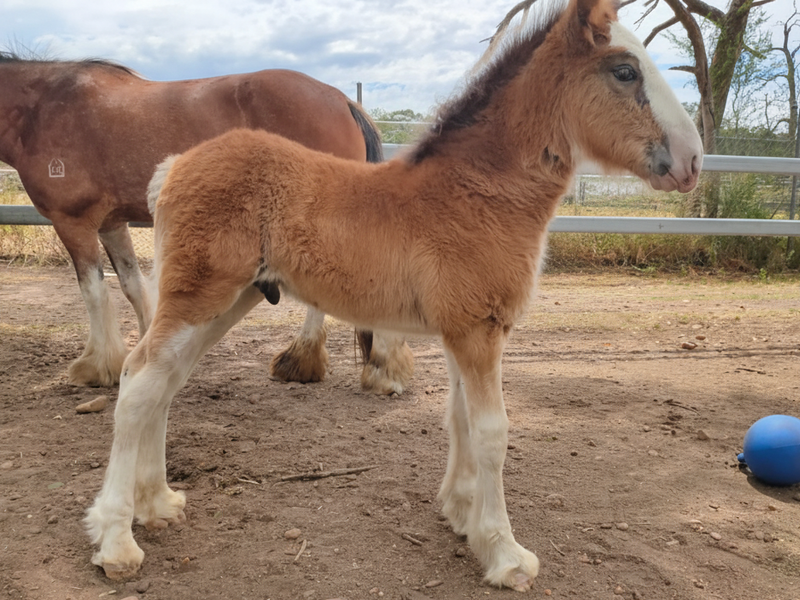 Kiamore Malachite - Purebred Clydesdale