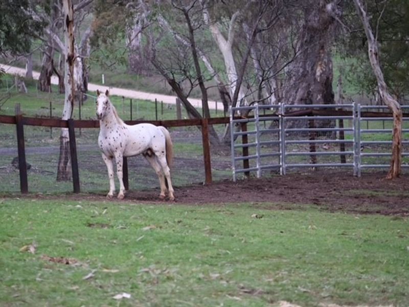 FOR SALE – REGAL HILL PHOENIX