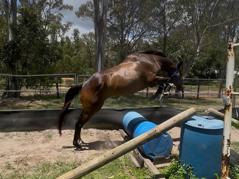 2018 Sound Thoroughbred Gelding