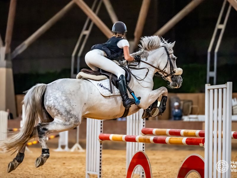 Showjumping star for sale 