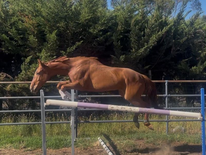 Bargain Young Horse -needs to go