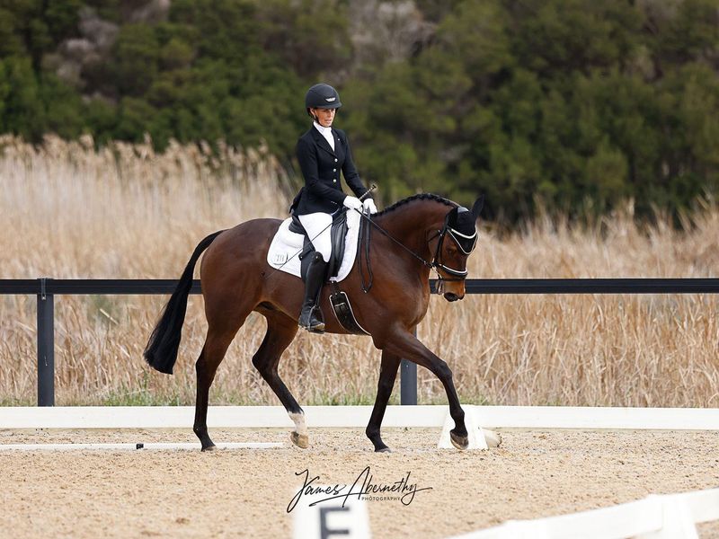 Huge Potential - TB Gelding