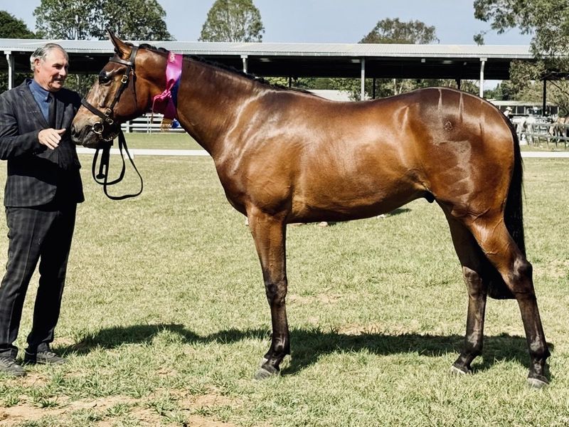 Registered Irish Sport Horse
