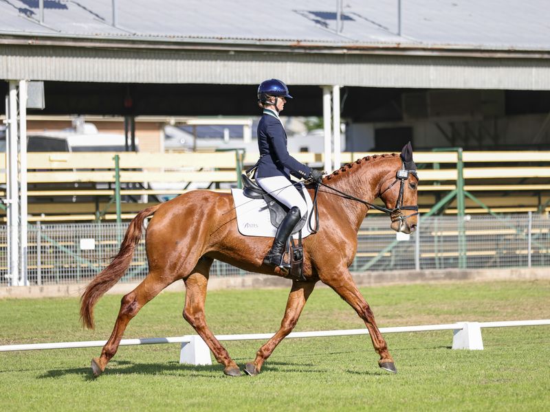 Competitive dressage horse with great temperament 