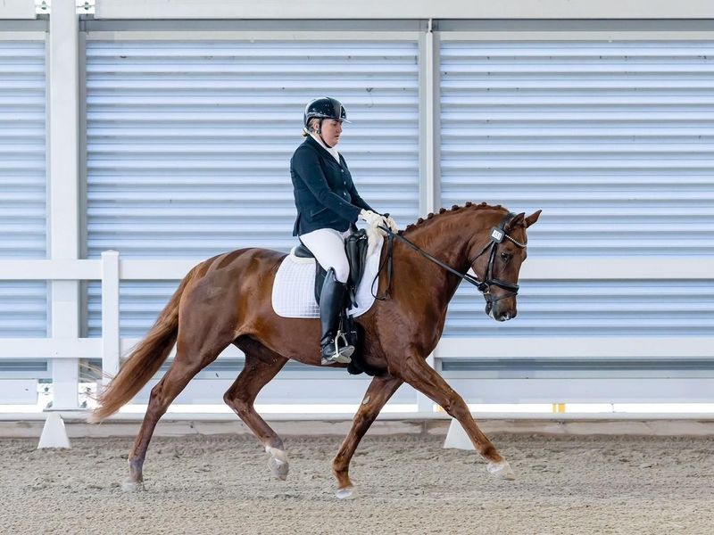 Jazzlander Broodmare