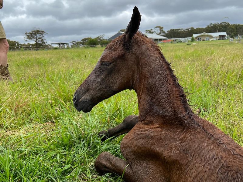 Bargain, Irish Sport Horse x WB Gelding