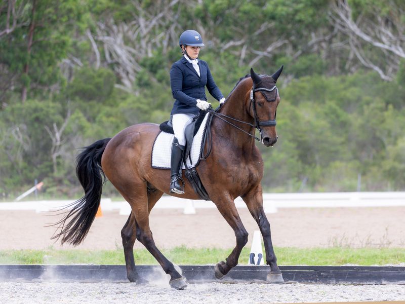 AOR DREAM PROSPECT - AN ELEGANT GENTLEMAN