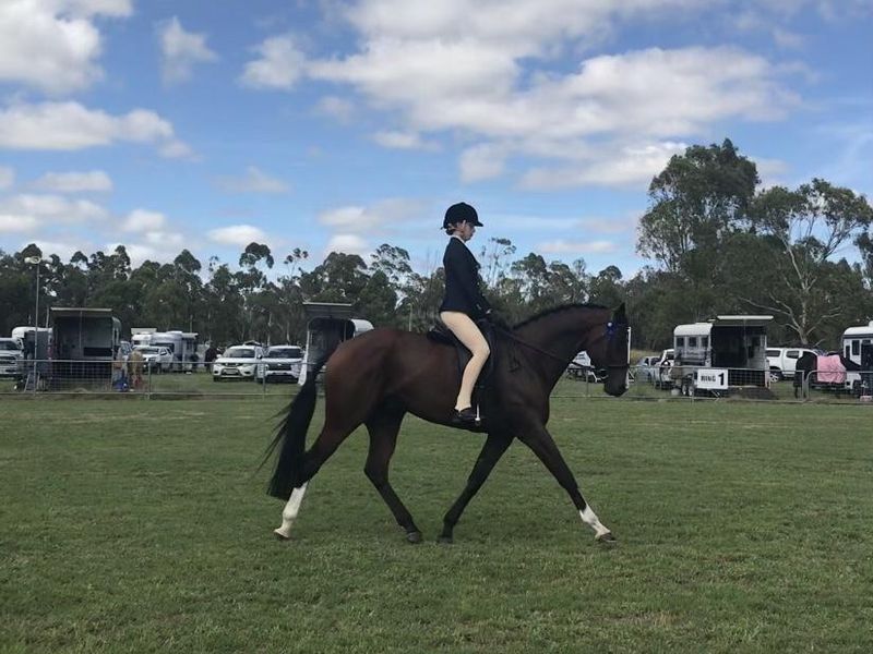 Gelding with huge Potential