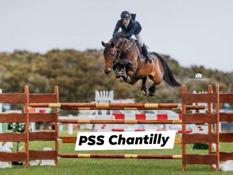 Emerald X Chacco Blue mare infoal Quel Homme de Hu