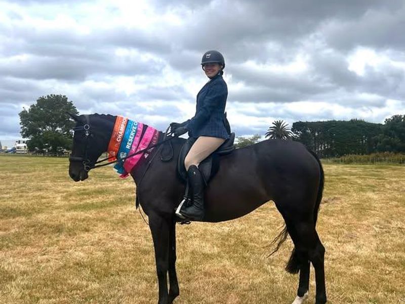 Stunning Showing or Dressage Prospect