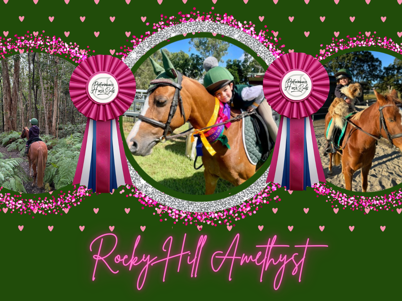 Rocky Hilly Amethyst - Superstar 'beginner's pony