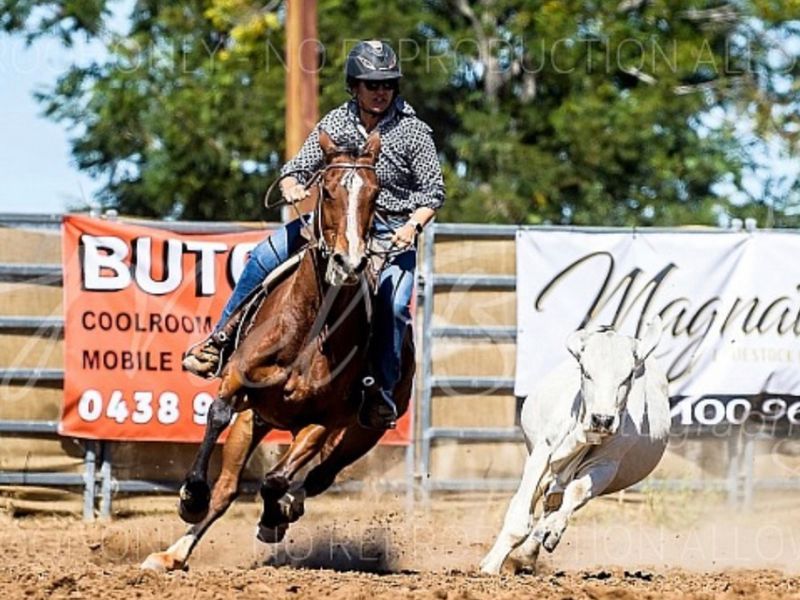 Ultimate HSH ASH mare for sale