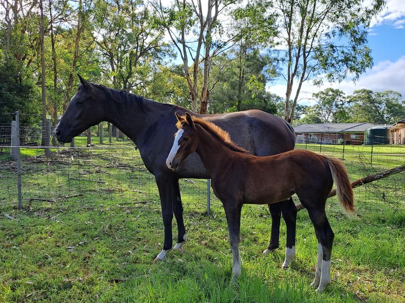 Beautiful mare Fiji R/Stunning filly BML Totality