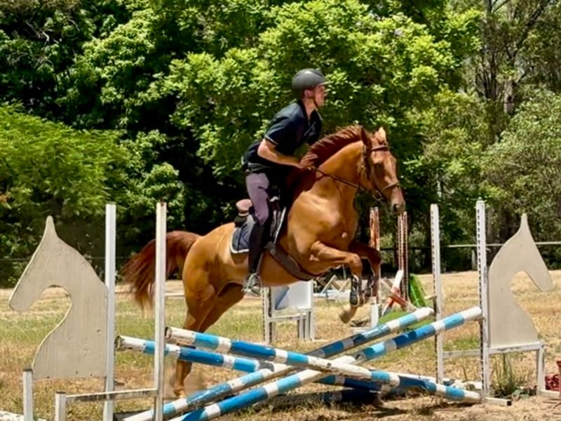 Must sell - Warmblood mare !! 
