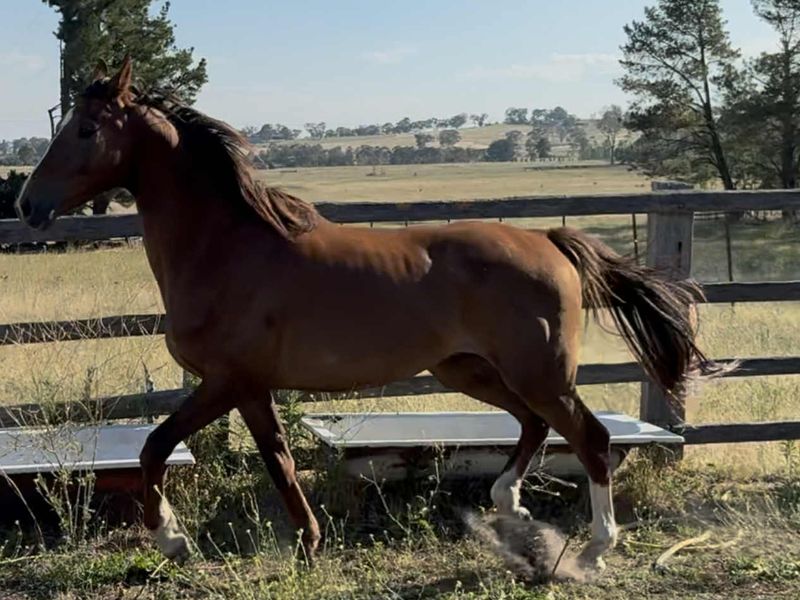 Stunning Warmblood Gelding 