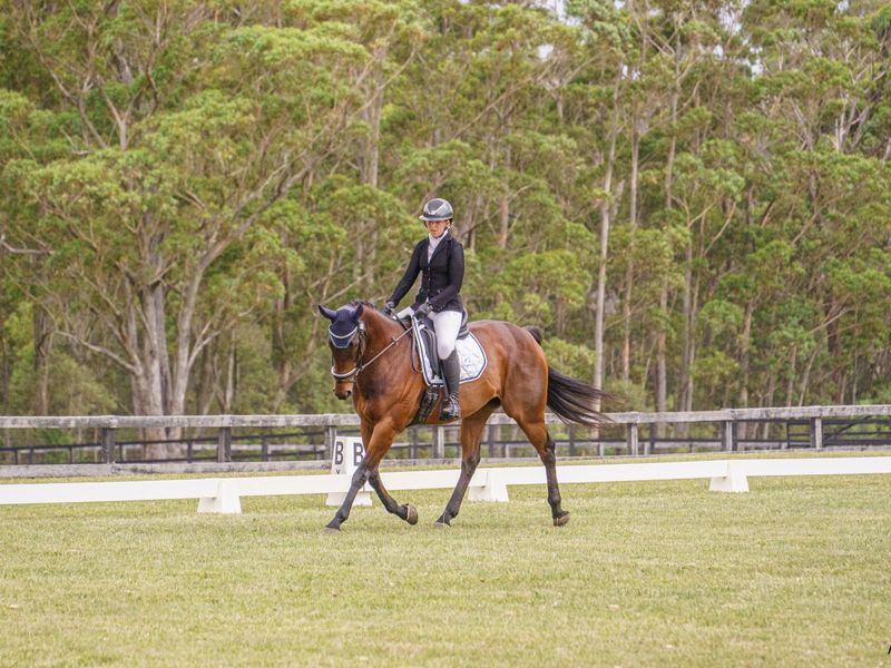 Eventing school master