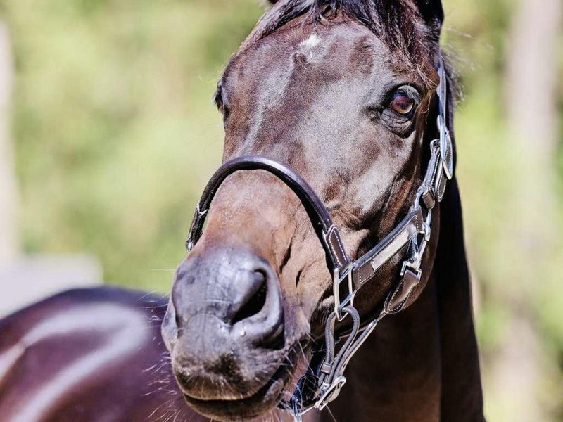 Outstanding Furst Love Gelding