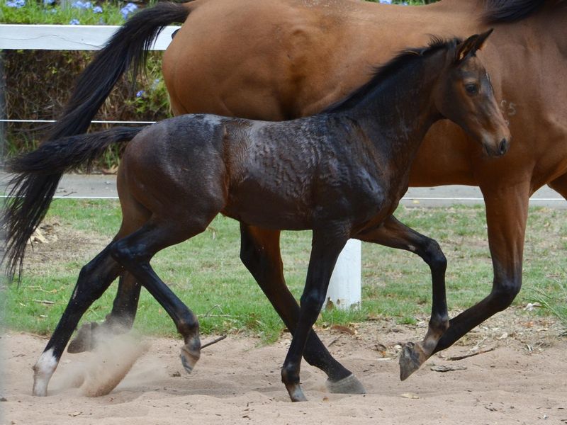 Beautiful Friesian Warmblood Filly
