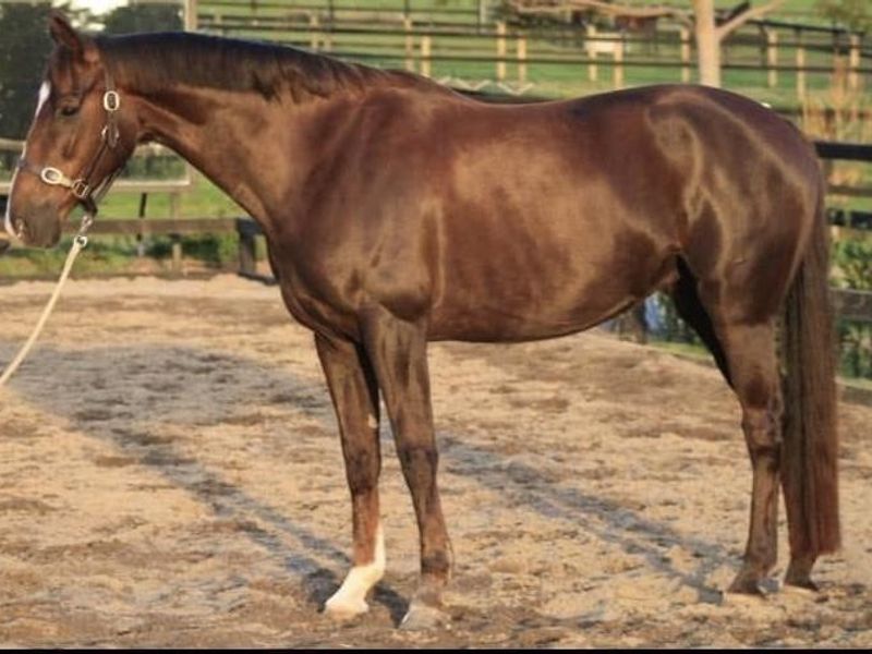 Elite Mare - Ride or breed + frozen semen dose