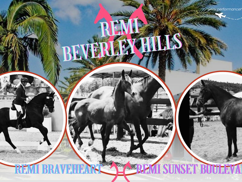 Remi Beverley Hills - future FEI superstar