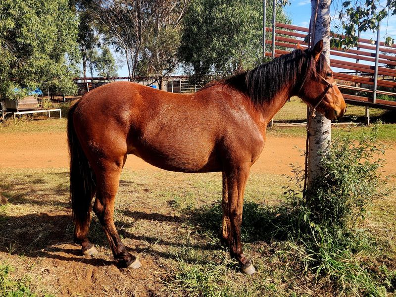 Unregistered 2yr old 'Con the Kat' bay gelding