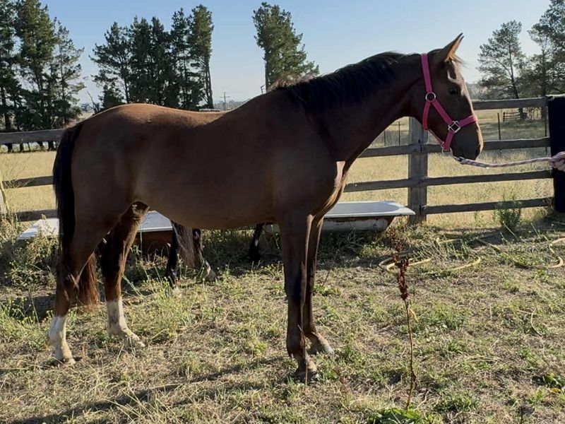 Future Superstar - Warmblood Filly 