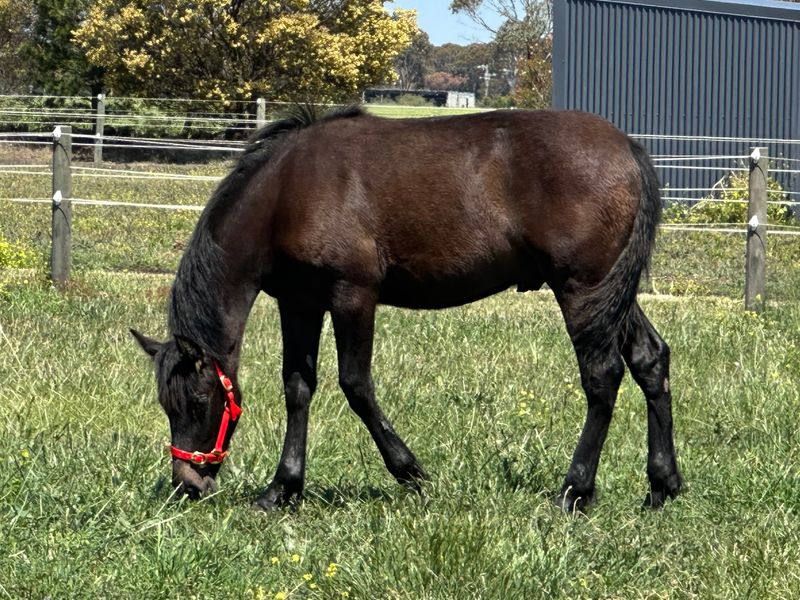 Pure Spanish Gelding