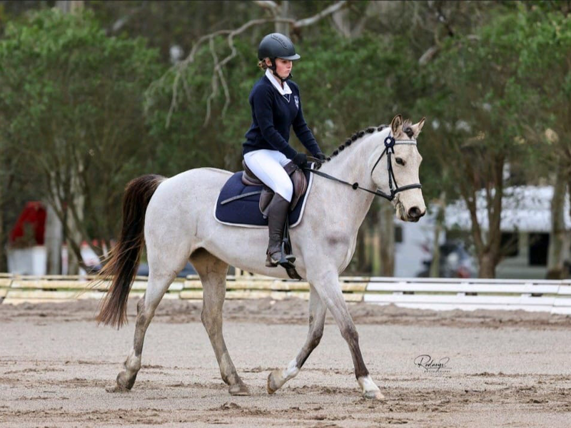 10 YO 14HH ASH x Buckskin Mare 