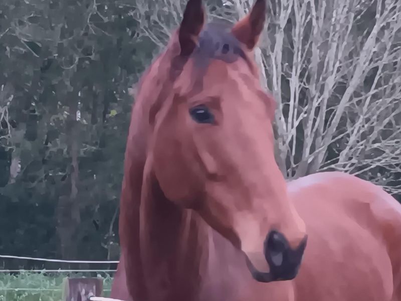 Dobby racename Put Em Up