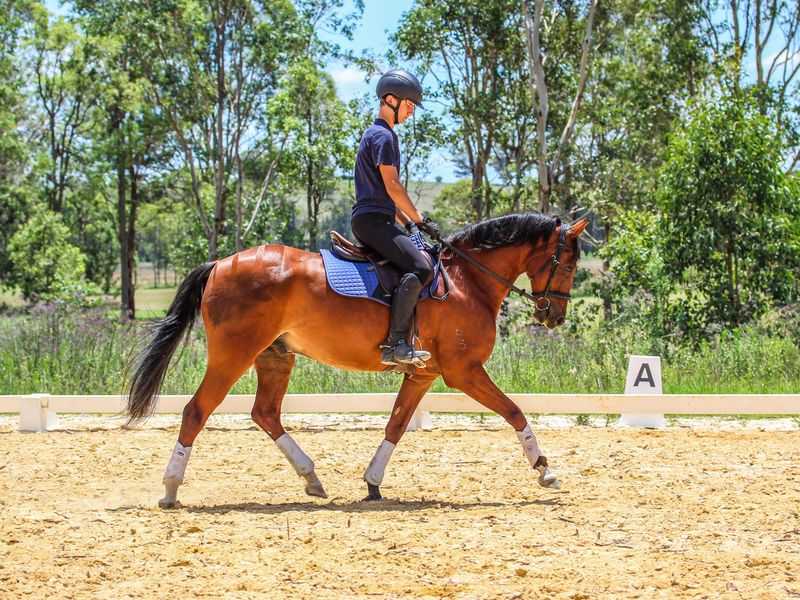 Ultimate Performance Pony