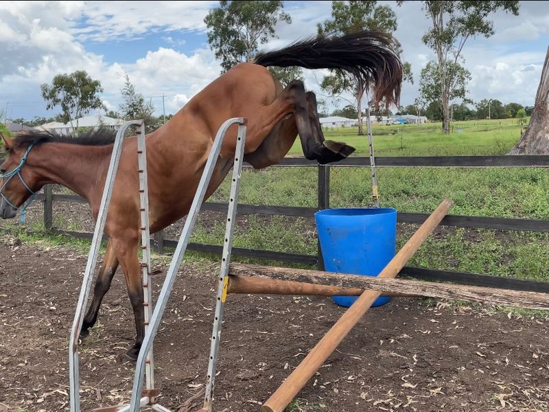 Talented Showjumping Prospect 