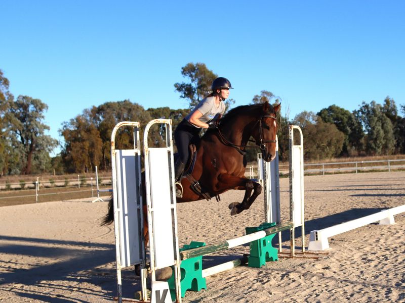 Super Jumping Gelding