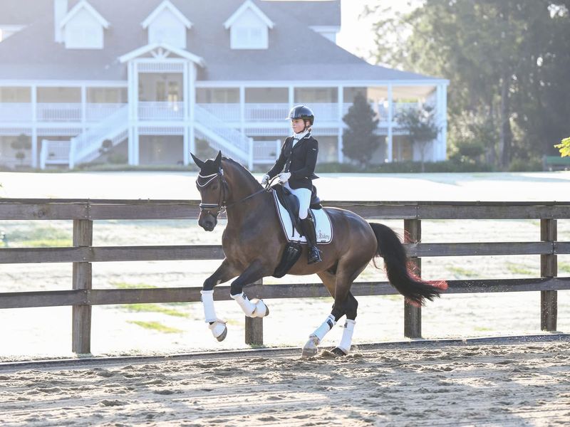 Cardi B- Dressage Schoolmaster