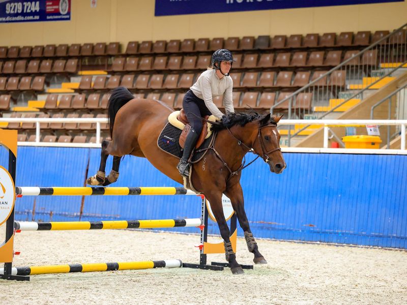 Beautiful Asset to any jumping stable