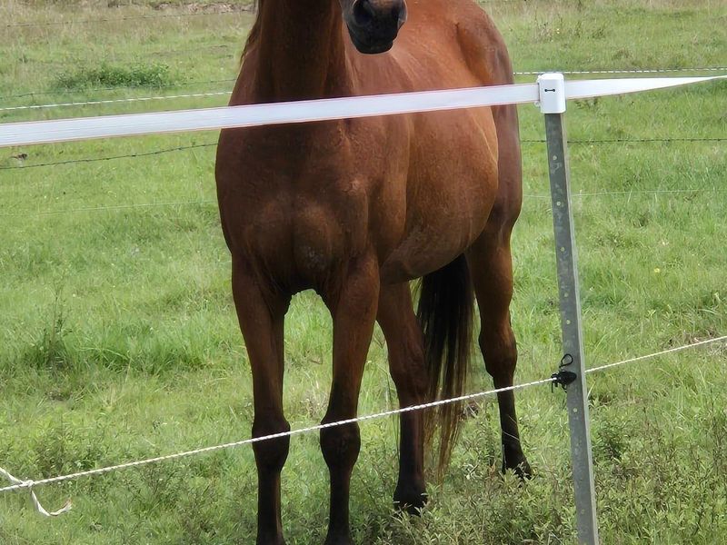 Warmblood mare