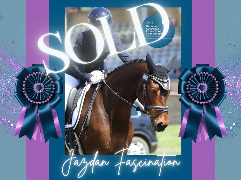 SOLD -Jazdan Fascination - Advanced Dressage/ Show