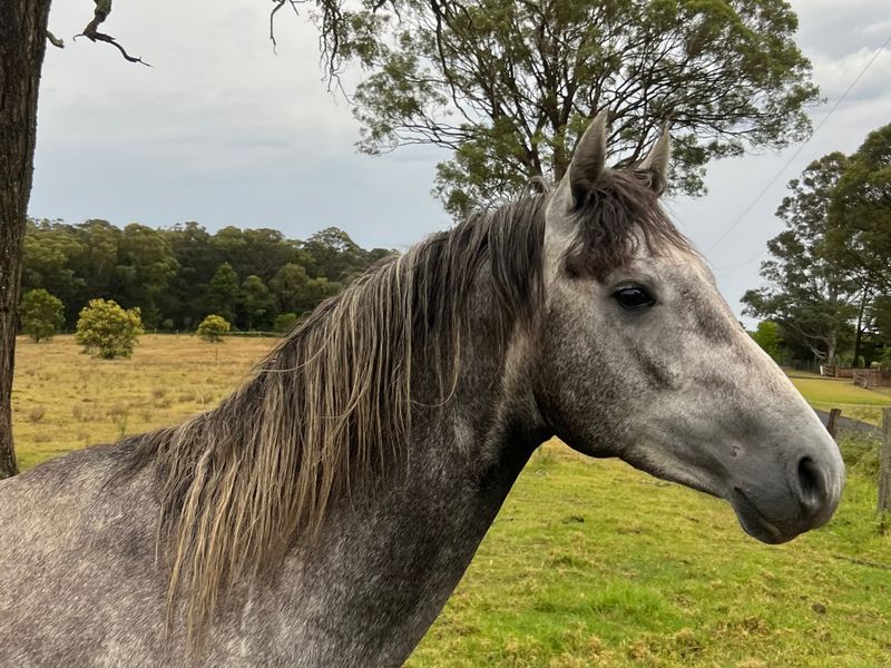 3yo Dapple Grey Colt by Stakkatol x Parco