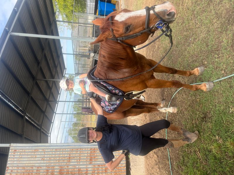 Campdraft Muster Pony Club Allrounder 