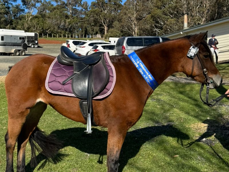 Fun Competitive Kids Pony